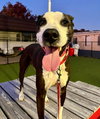 Pete - Photo 2