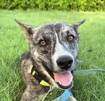adoptable Dog in Canton, CT named Andy