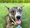 adoptable Dog in  named Andy