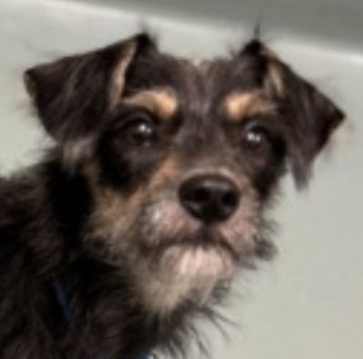 adoptable Dog in Canton, CT named Bane