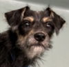 adoptable Dog in , CT named Bane