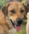 adoptable Dog in , CT named Bella