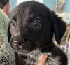 adoptable Dog in canton, CT named Doc