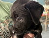 adoptable Dog in canton, CT named Dopey