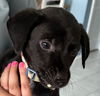 adoptable Dog in canton, CT named Grumpy