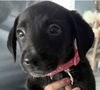 adoptable Dog in canton, CT named Happy