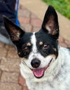 adoptable Dog in , CT named Jennie