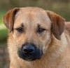 adoptable Dog in , CT named Maxwell