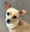 adoptable Dog in , CT named Princessa