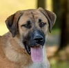 adoptable Dog in , CT named Sofia
