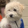 adoptable Dog in , CT named Zaylee