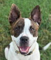 adoptable Dog in  named Bolt