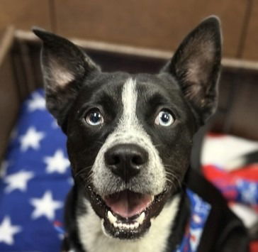 adoptable Dog in Canton, CT named Chris