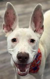 adoptable Dog in  named Dahlia