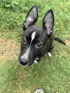 adoptable Dog in canton, CT named Hiccup