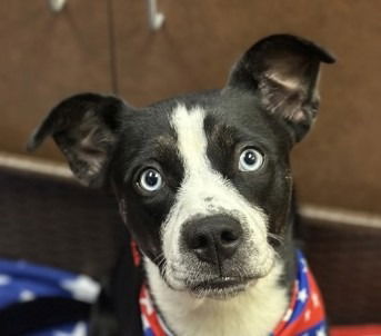 adoptable Dog in Canton, CT named Meg