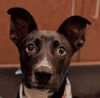 adoptable Dog in  named Rey