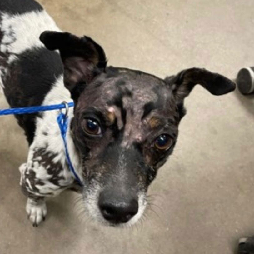 adoptable Dog in Canton, CT named Pinto Bean