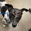 adoptable Dog in canton, CT named Pinto Bean