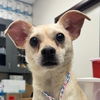 adoptable Dog in  named Doki