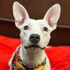 adoptable Dog in  named Sosa