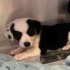 adoptable Dog in  named Batman