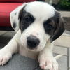 adoptable Dog in  named Batman