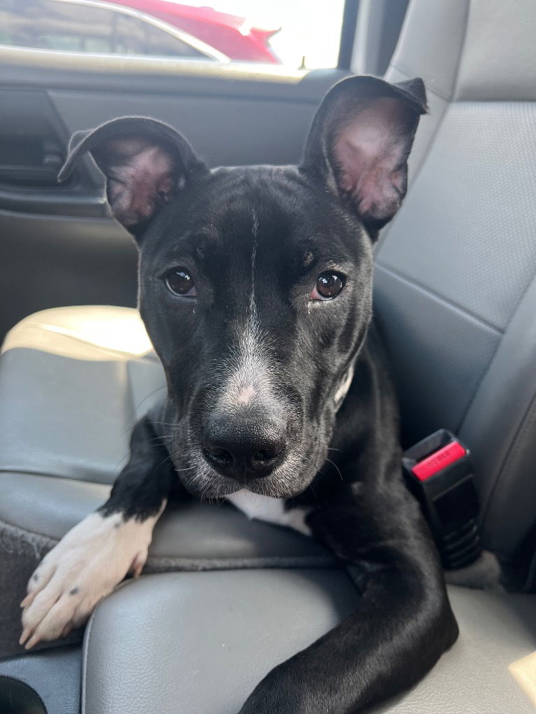 adoptable Dog in Canton, CT named Blanche