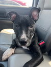 adoptable Dog in  named Blanche