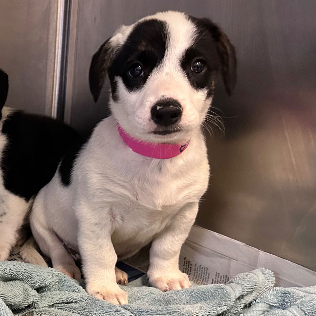 adoptable Dog in Canton, CT named Ivy