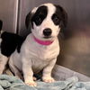 adoptable Dog in canton, CT named Ivy