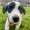 adoptable Dog in  named Ivy