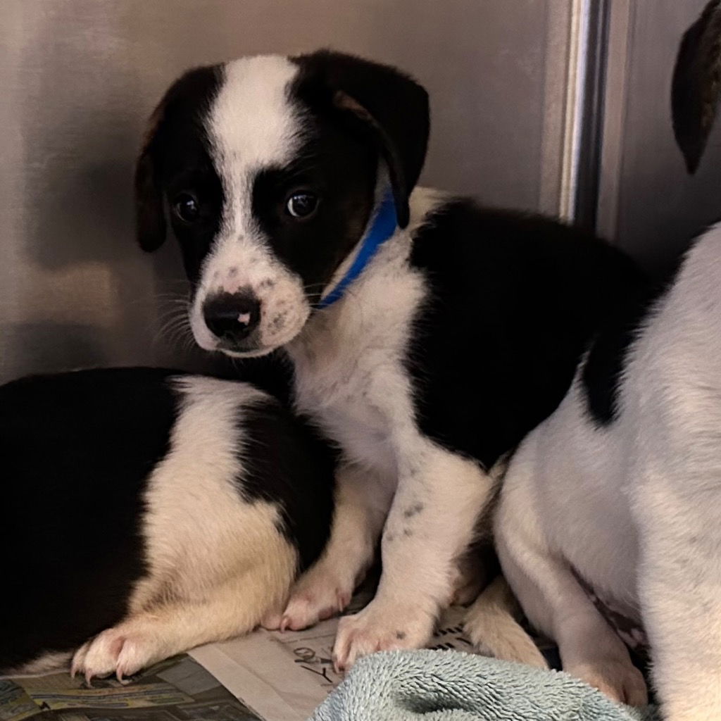 adoptable Dog in Canton, CT named Robin