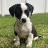 adoptable Dog in  named Robin