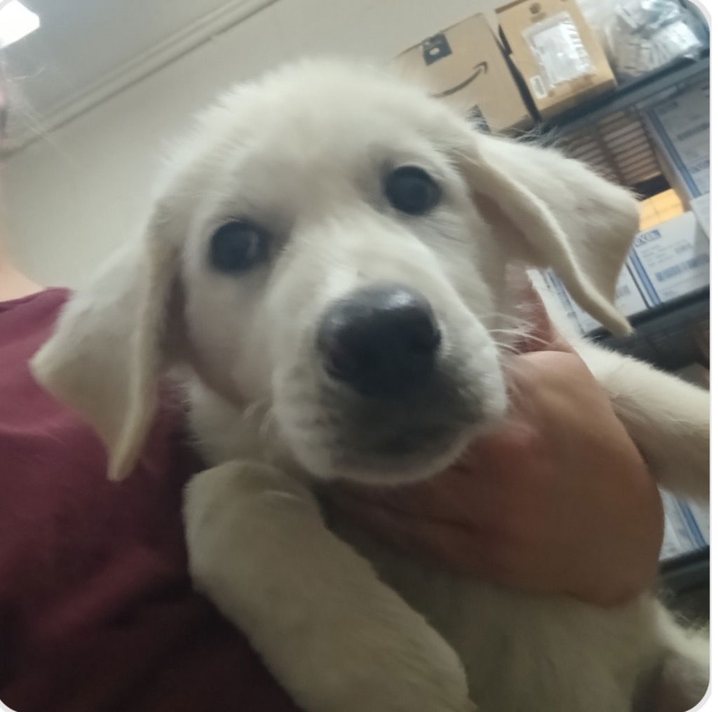 adoptable Dog in Canton, CT named Zae