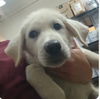 adoptable Dog in  named Zae