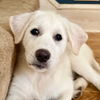 adoptable Dog in  named Zae