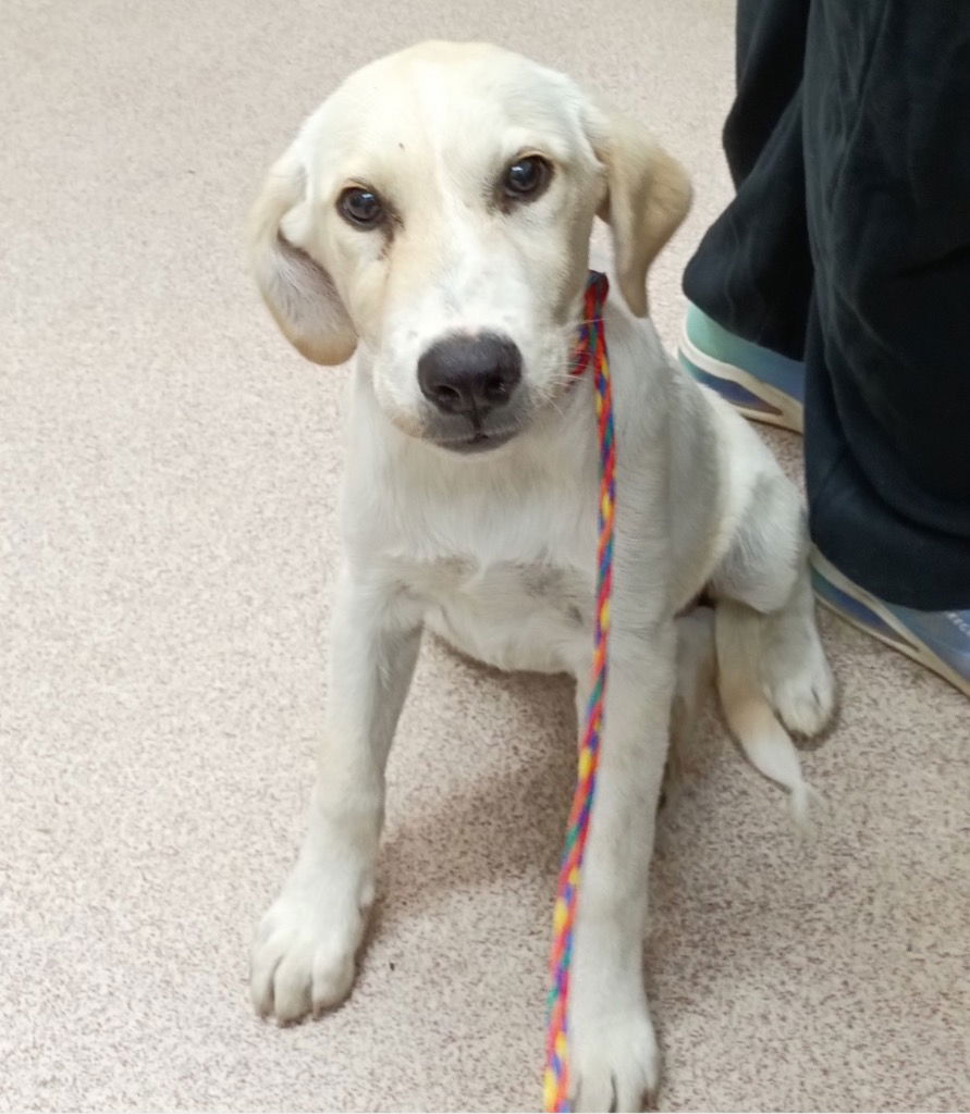 adoptable Dog in Canton, CT named Zayda