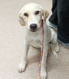 adoptable Dog in  named Zayda