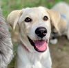 adoptable Dog in  named Zayda