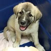 adoptable Dog in  named Ziggy