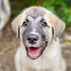adoptable Dog in  named Ziggy
