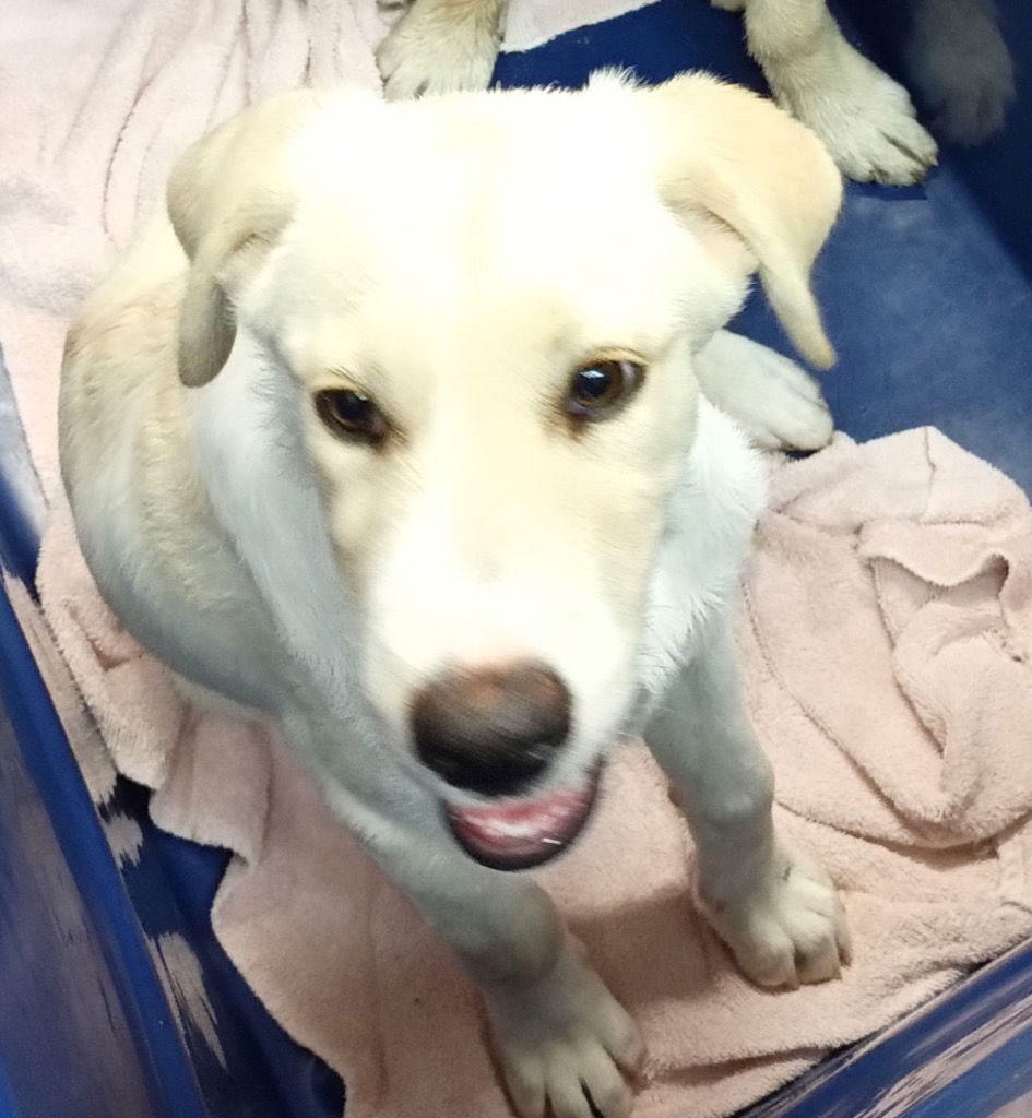 adoptable Dog in Canton, CT named Zola