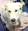 adoptable Dog in  named Zola