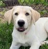 adoptable Dog in  named Zola