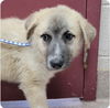 adoptable Dog in  named Zorro