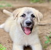 adoptable Dog in  named Zorro