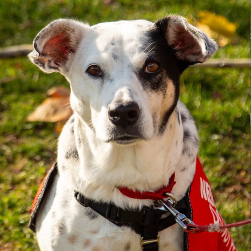 picture of the dog needing adoption