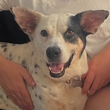 NORA - Terrier available for adoption