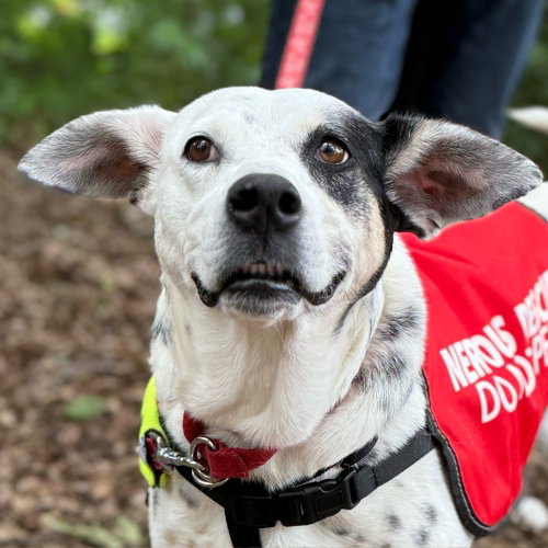 NORA - Terrier available for adoption